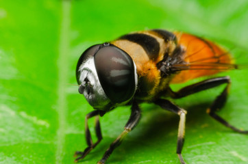 macro of hoverfly in nature garden
