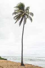 Kokosowe drzewo w Bahia - 231885320