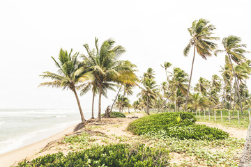 Obraz premium coqueiros na bahia