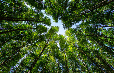 Fototapeta premium Tall trees in the forest with afternoon light