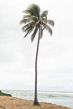 coqueiro na bahia