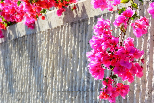 Buganvilias sobre pared
