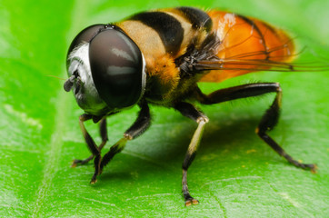 macro of hoverfly in nature garden