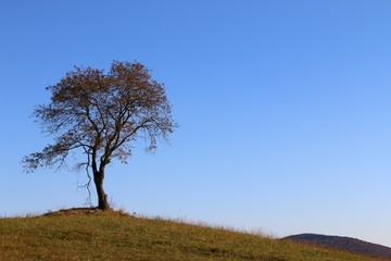 tree in autumn - 3 - Poland, Podkarpackie