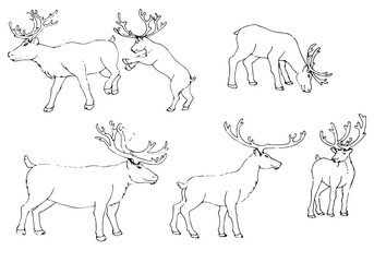 deer,hand draw,vector