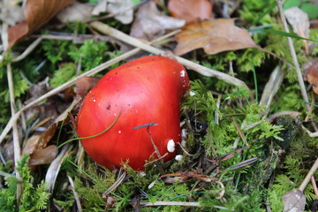 Fliegenpilz auf Waldboden