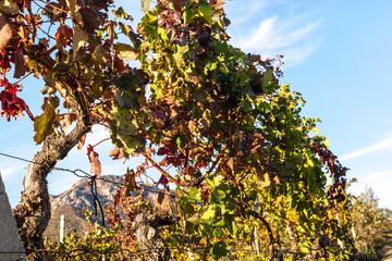 Autumn Vineyard