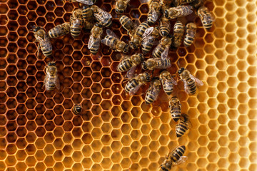 close up honeycomb in wooden frame with bees on it. Apiculture concept