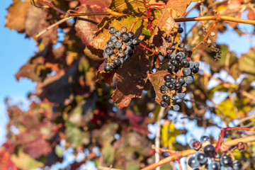 Autumn Vineyard