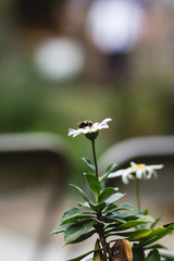 Flower with bee on top