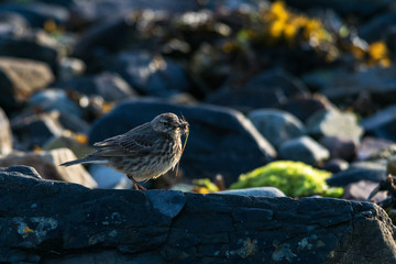 Rock Pipit in the early morning on a stony beach