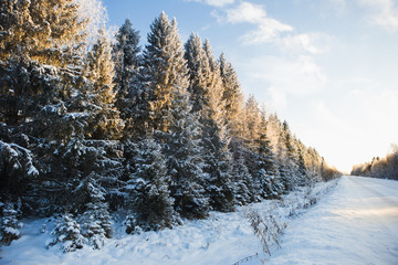 Winter road in the forest