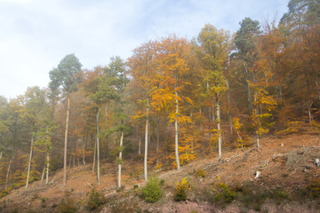 Wald mit leichten Nebel im Herbst im Odenwald in Deutschland