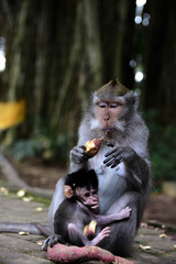 Monkey on Bali