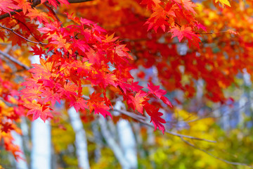 風景物語（艶やかな紅葉）