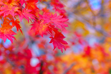 風景物語（艶やかな紅葉）