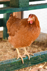 Macro chicken ginger