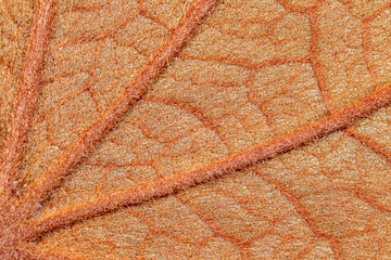 Background of characteristics the Golden Leaf (Bauhinia aureifolia) for Education in Lab.