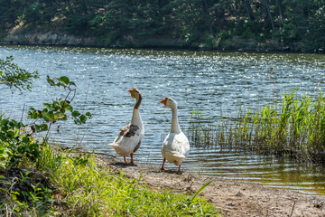 geese couple synchronized in motion