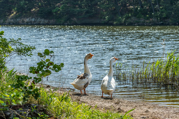 geese couple synchronized in motion