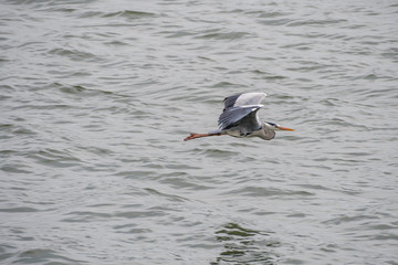 grey heron flying over the river