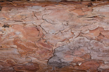 The natural pine bark texture closeup.
