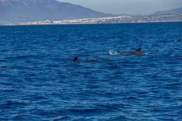 Delfine © Art Photography