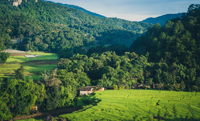 Rice field with traditional houses.