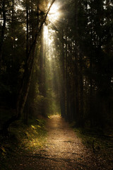 Obraz premium sun rays of light in the forest