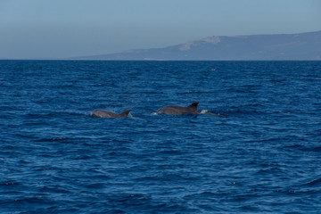 Delfine © Art Photography