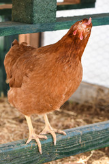 Hen macro ginger surprise