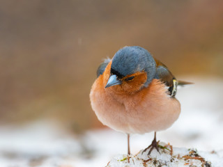 Common chaffinch (Fringilla coelebs) on a snowy ground