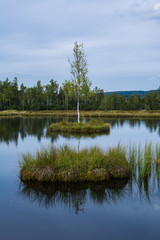 Obraz premium lake in the forest