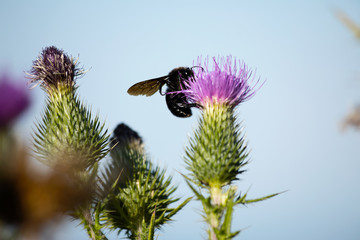 bee on a flower