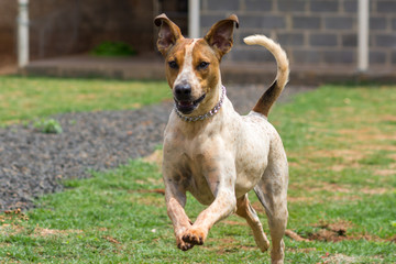 Dog playing on the lawn