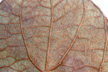 Background of characteristics the Golden Leaf (Bauhinia aureifolia) for Education in Lab.