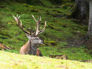 Hirsch