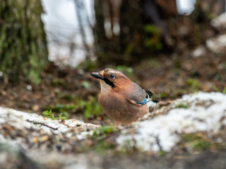 Eurasian jay (Garrulus glandarius) on ground searching for food surrounded by snow. Finland