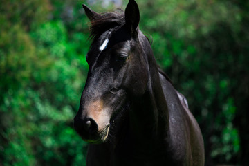 portrait of a horse