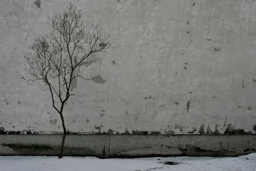 Tree without leaves by the wall of the house