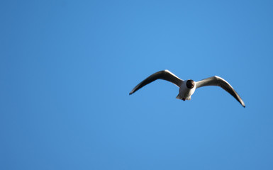 Gull