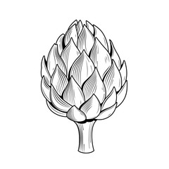 Artichoke vector illustration