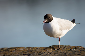 Gull