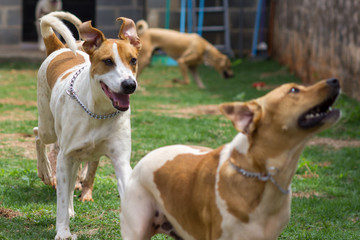 Dog playing on the lawn