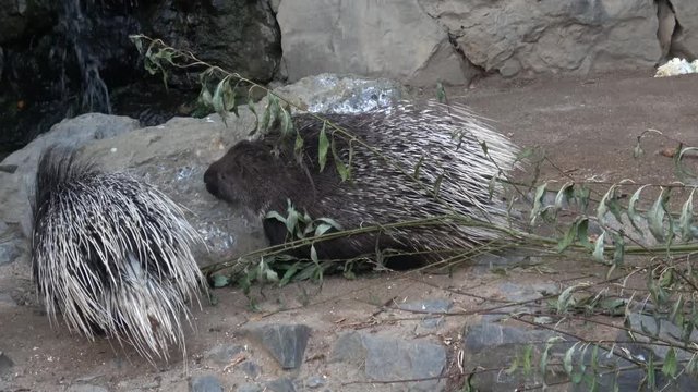 The Indian crested porcupine (Hystrix indica)or Indian porcupine
