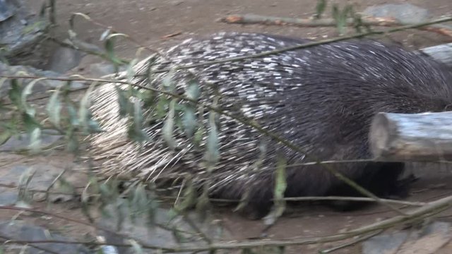 The Indian crested porcupine (Hystrix indica)or Indian porcupine
