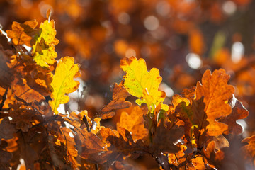 Autumn oak leaves - closeup photography with blured background