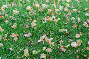 Fallen leaves lie on a green lawn. Textured background