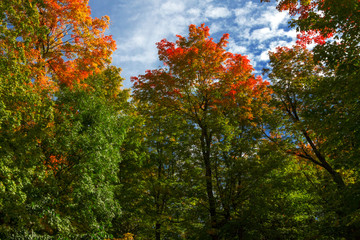 Colourful Trees Against a Blue Cloudy Sky 