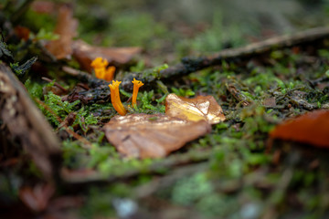 Calocera viscosa or Yellow Stagshorn mushrooms in natural habitat, on the forest soil and rotten stump, close up view